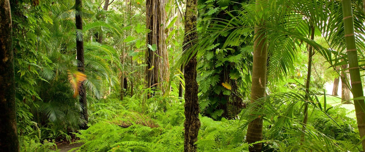 Hervey Bay featuring forests and a garden