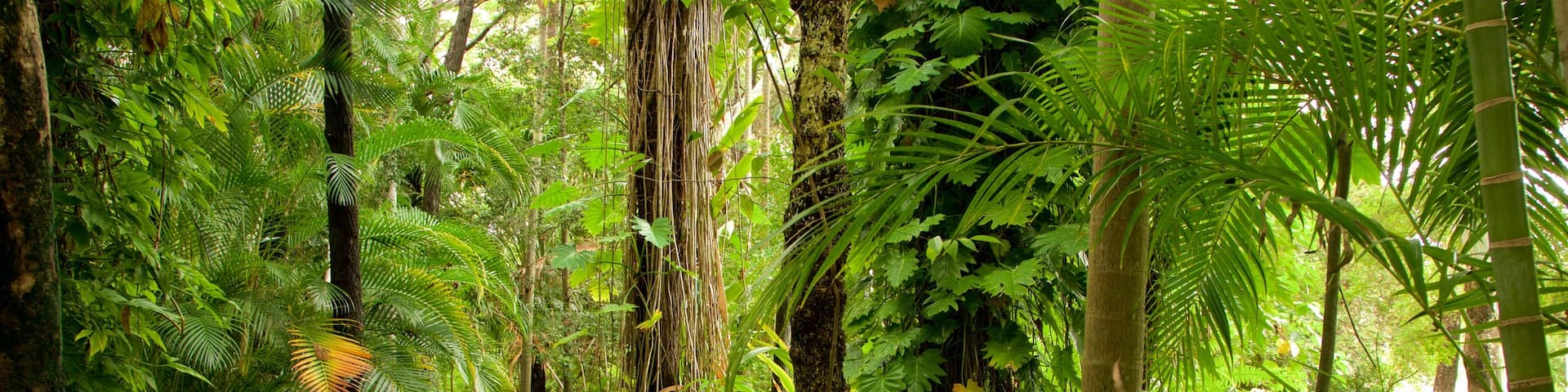 Hervey Bay showing a park and forest scenes