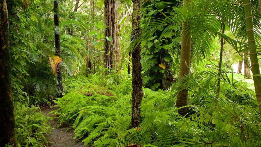 Hervey Bay mostrando foresta e giardino