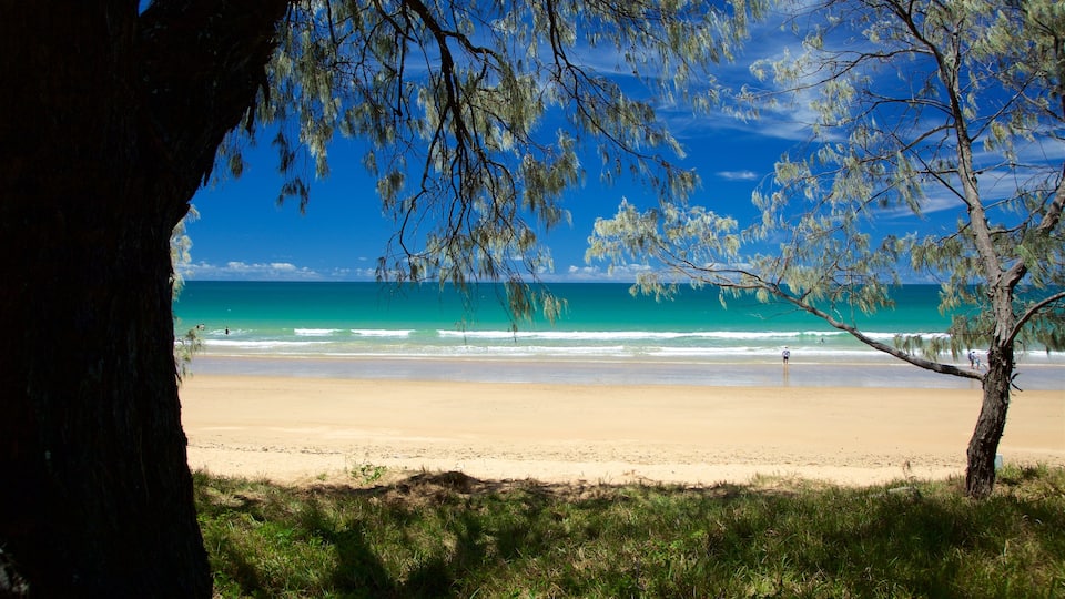Bargara