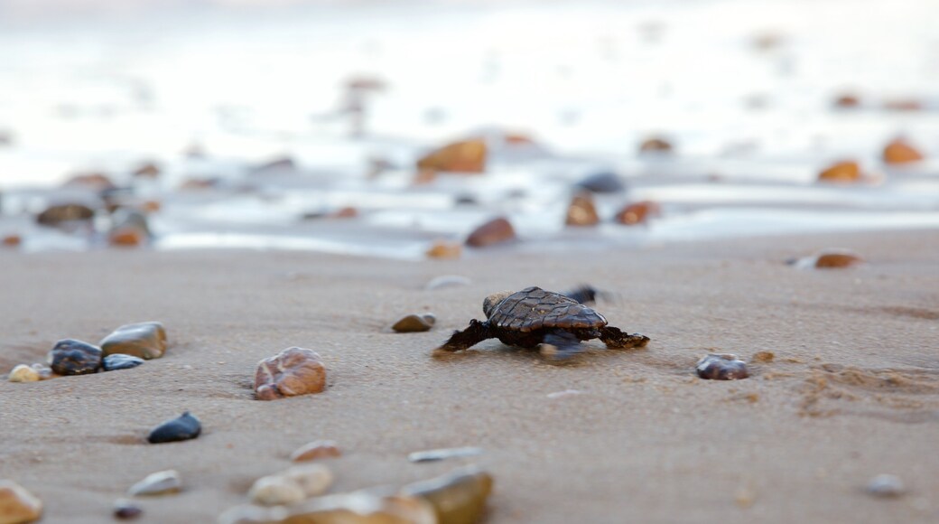 Bargara showing marine life and a sandy beach