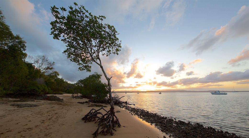 Seventeen Seventy featuring a sandy beach, mangroves and a sunset