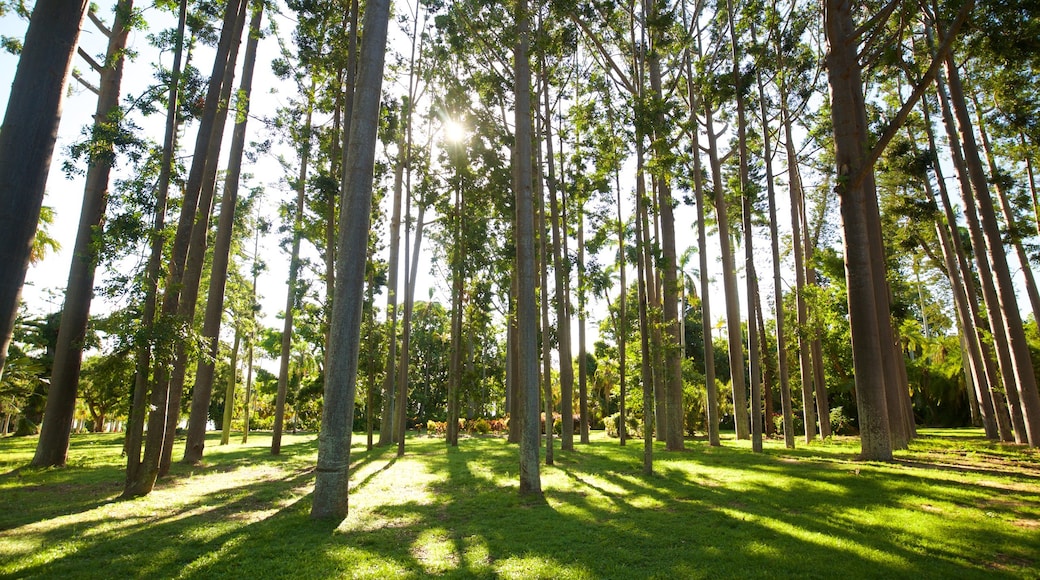 Rockhampton showing a park