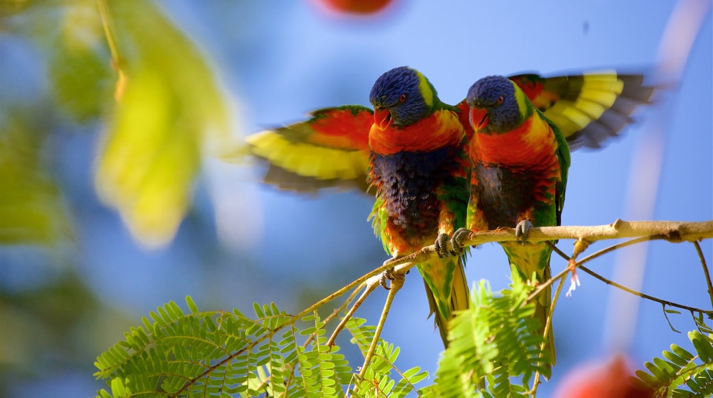 Rockhampton Botanic Gardens and Zoo featuring bird life