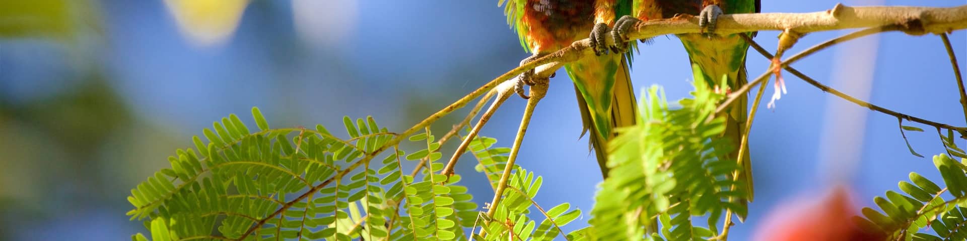 Rockhampton Botanic Gardens and Zoo