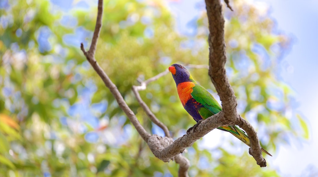 Parque nacional Mount Archer ofreciendo aves