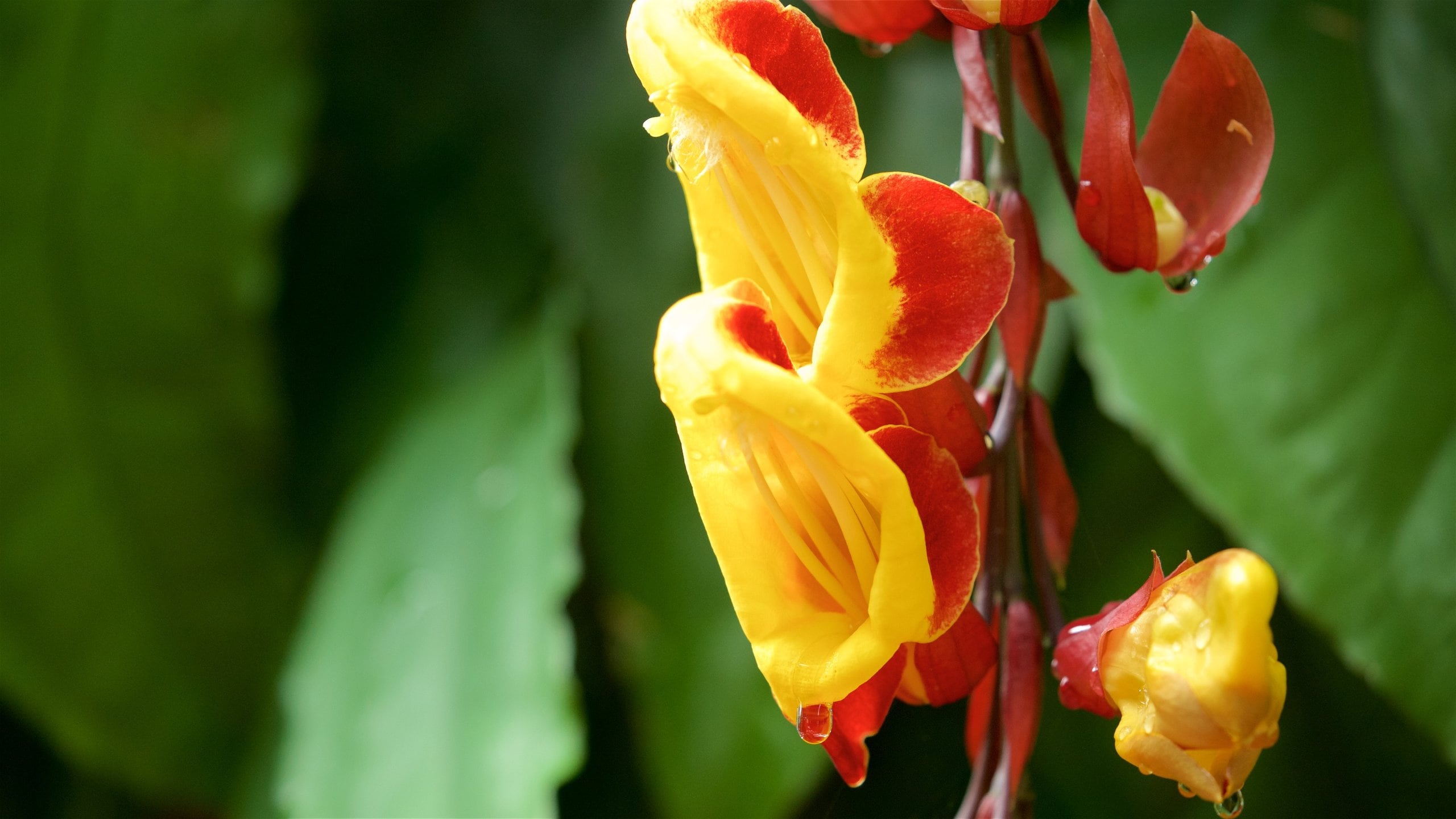 Hervey Bay Botanic Garden Tours and Activities Expedia