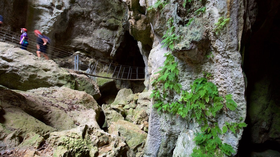 Rockhampton mostrando speleologia e ponte sospeso o ponte tra gli alberi