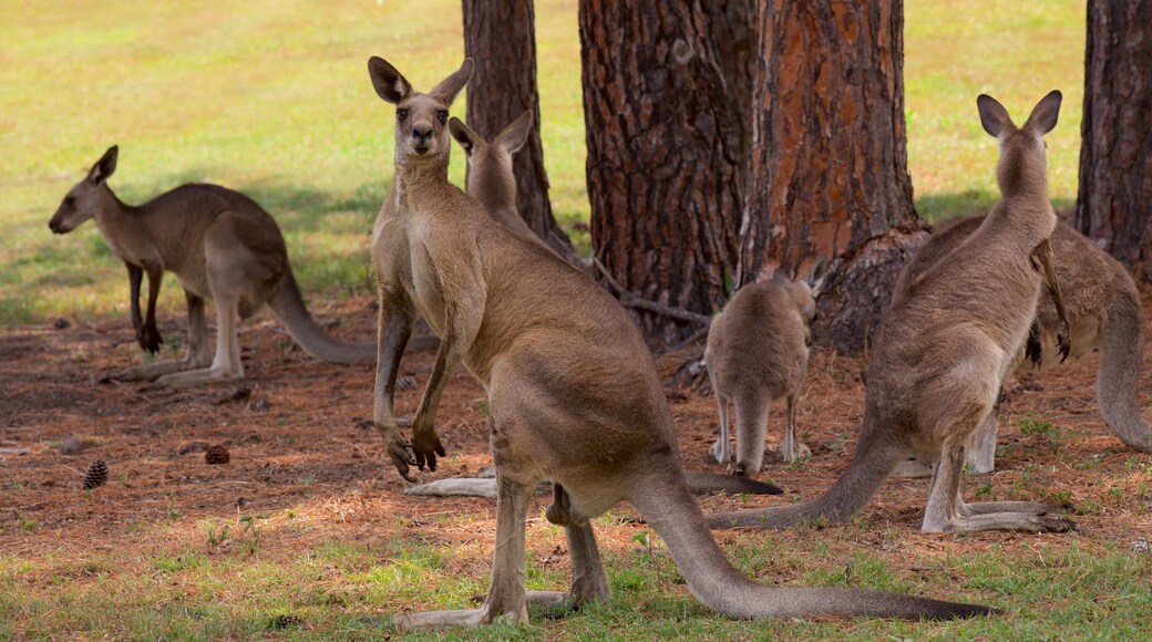 Fraser Coast