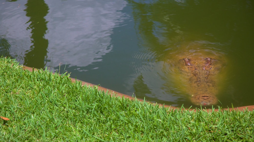 Taman Reptilia Snakes Downunder