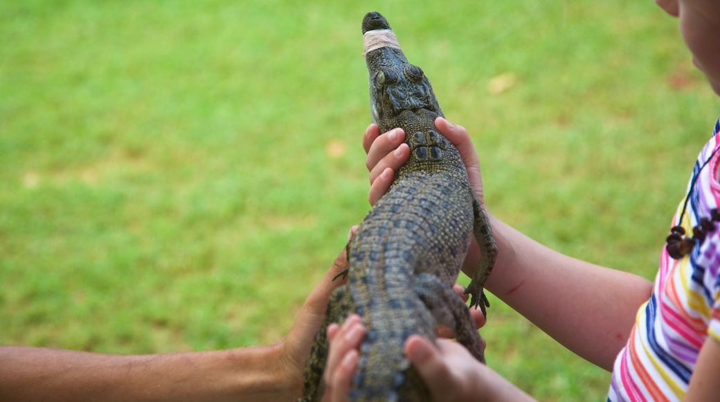 Taman Reptilia Snakes Downunder