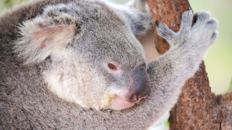 Childers which includes animals and zoo animals