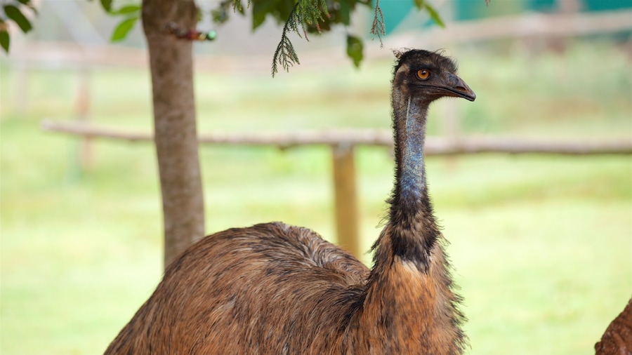 Childers que incluye animales del zoo y aves