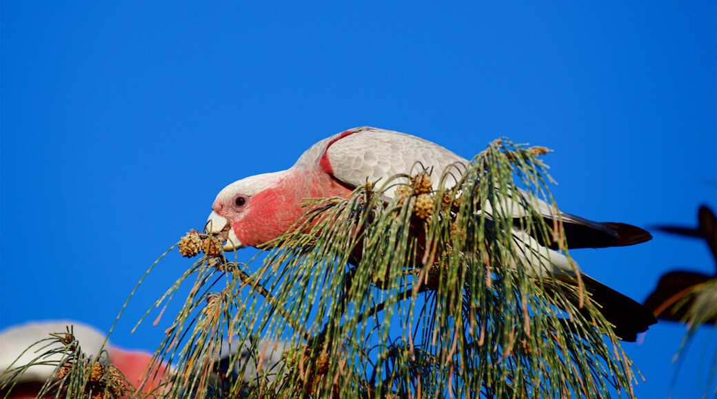 Yeppoon featuring bird life