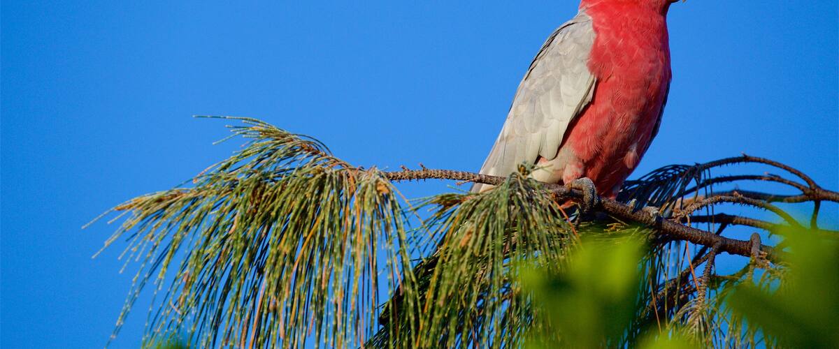 Ross Creek which includes bird life