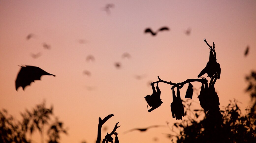 Yeppoon toont een zonsondergang en dieren