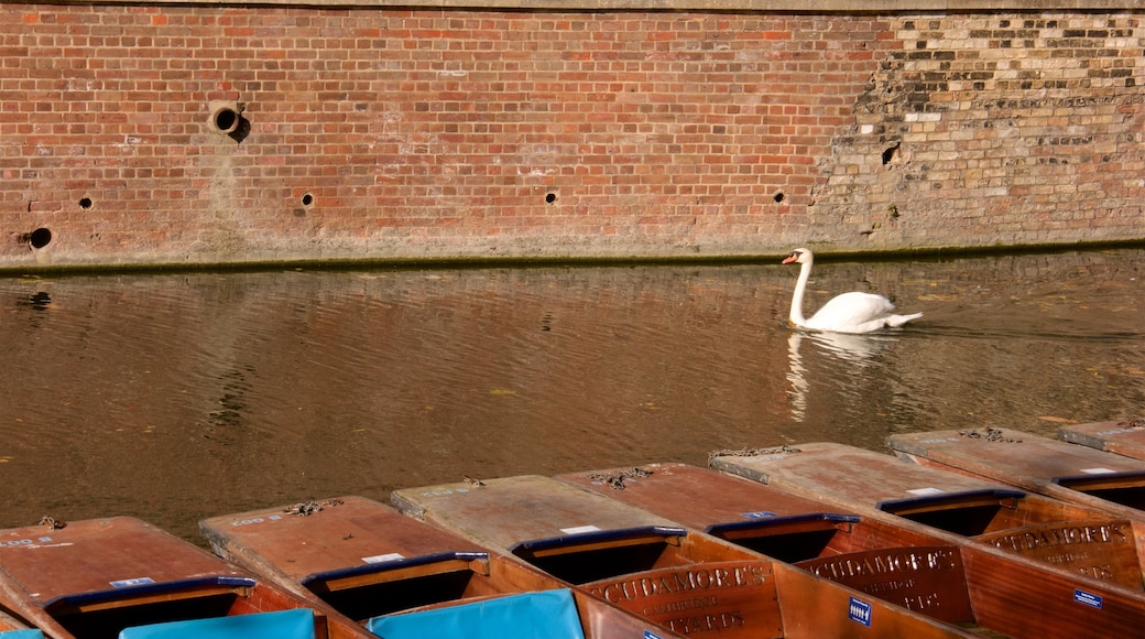 Cambridgeshire cho thấy chim chóc và sông lạch