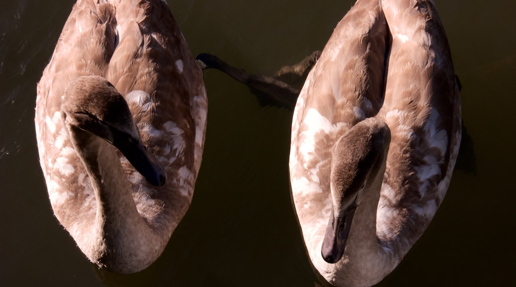 The River Cam qui includes vie des oiseaux