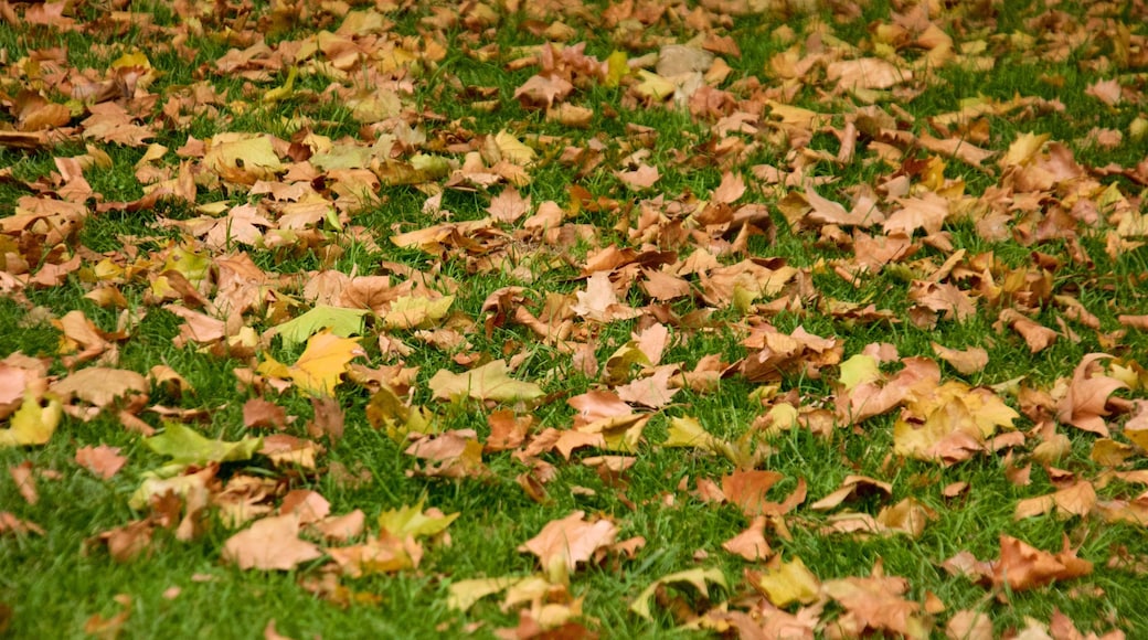 Plaza de la Paz ofreciendo colores de otoño