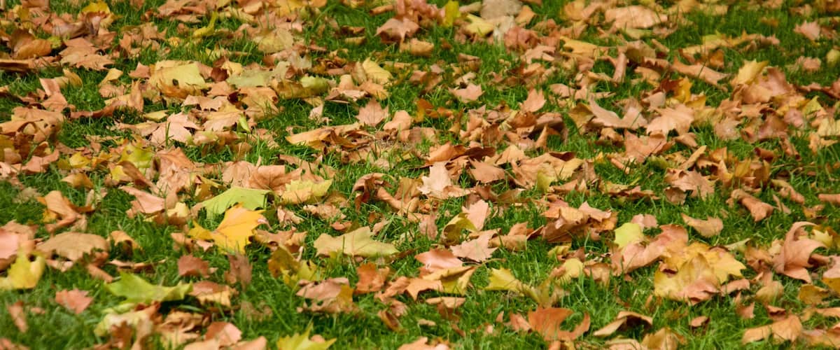 Fredspladsen som viser efterårsfarver