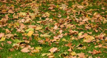 Plaza de la Paz ofreciendo hojas de otoño