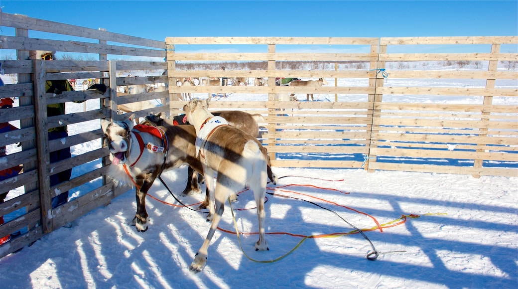 Kautokeino som omfatter landdyr og sne