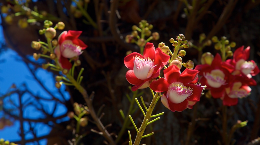 Quinta da Boa Vista mostrando flores