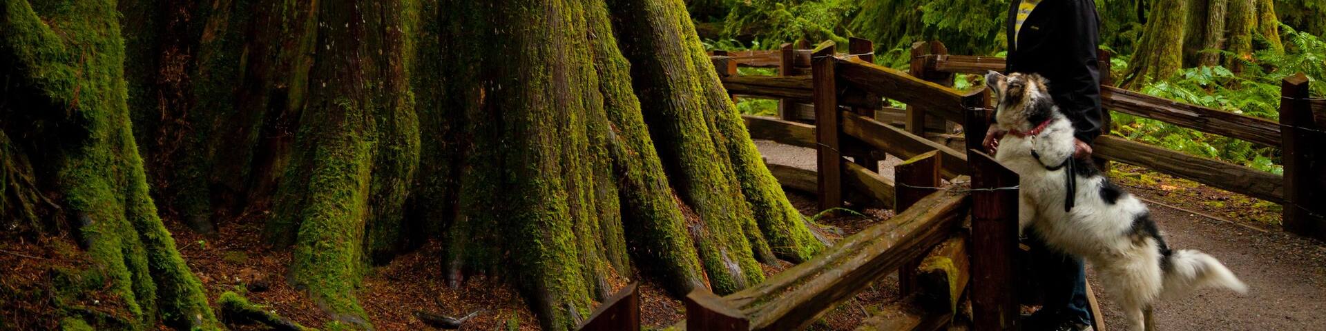 MacMillan Provincial Park which includes forest scenes as well as an individual male