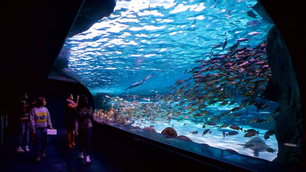Caroline du Sud côtière mettant en vedette vie marine et vues intérieures