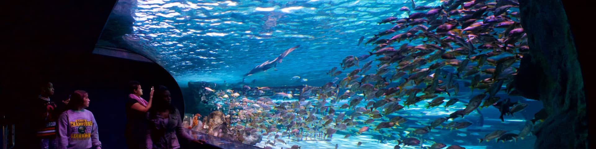 サウス カロライナ沿岸部