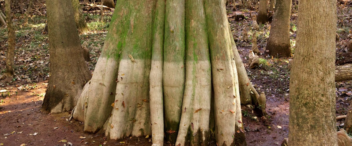 Congaree National Park