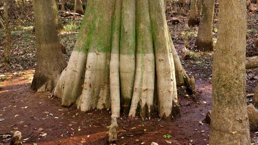 Vườn quốc gia Congaree trong đó bao gồm vùng ngập nước