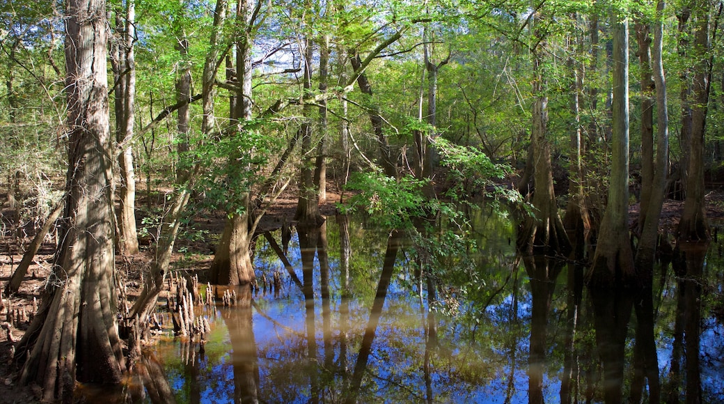 Congaree National Park bevat wetlands