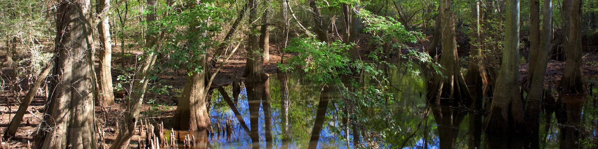 Congaree National Park