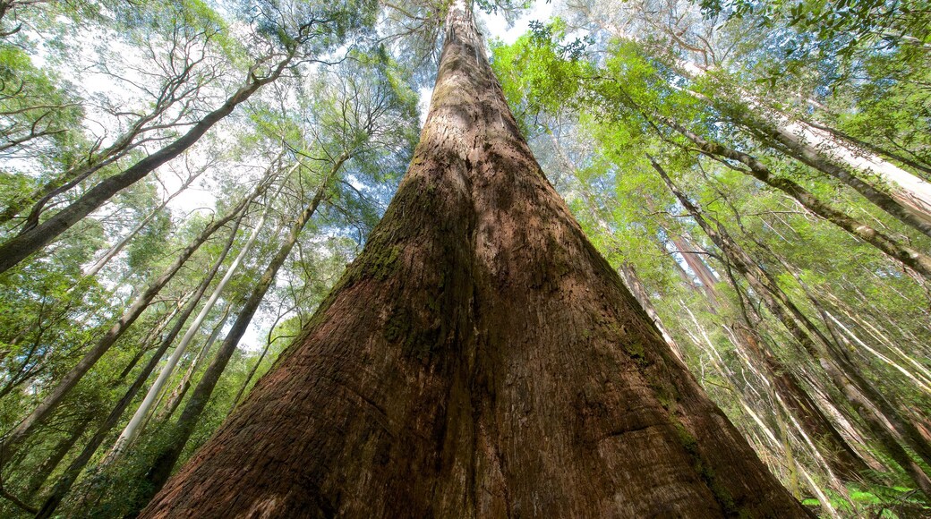 Mt. Field National Park caratteristiche di foresta