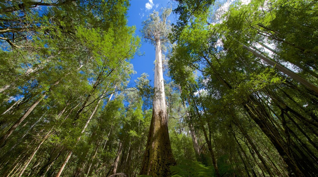 Mt. Field National Park which includes forest scenes