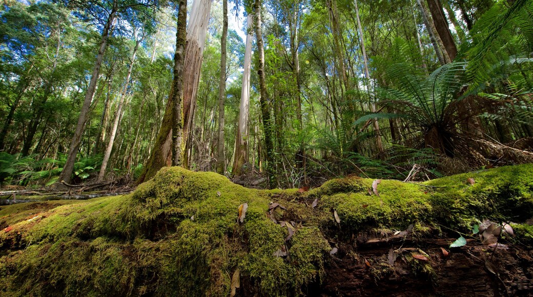 Tall Trees Walk