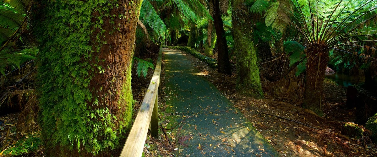 Mt. Parque Nacional Field mostrando imágenes de bosques