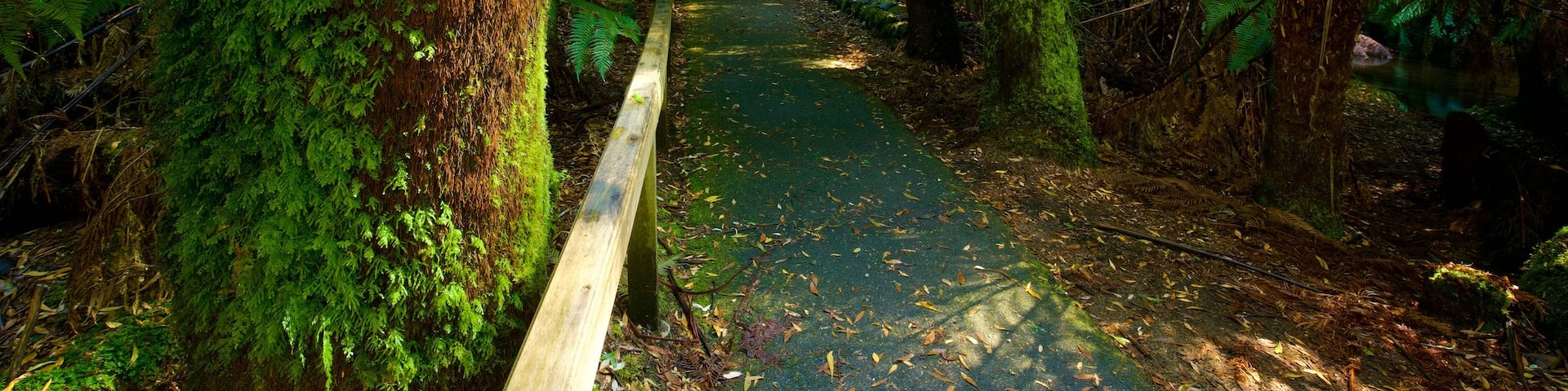 Mt. Field National Park