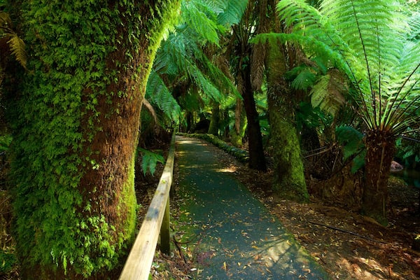 Mt. Field National Park
