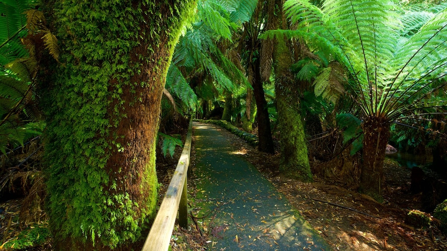 Mt. Field National Park