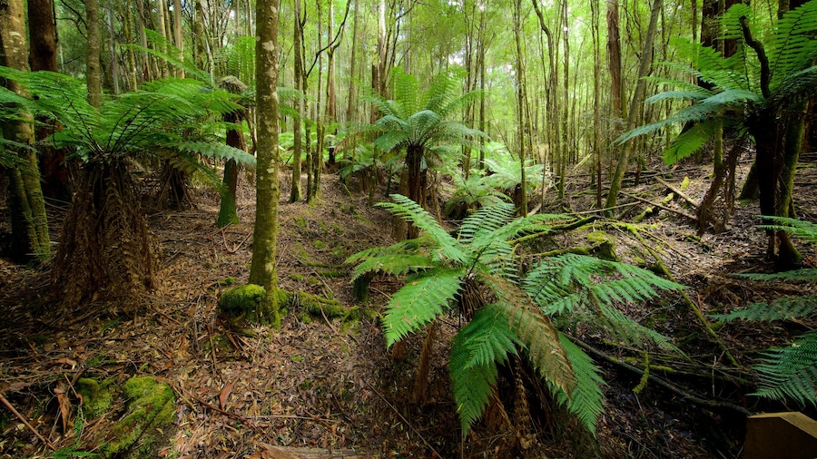 Midlands which includes forests