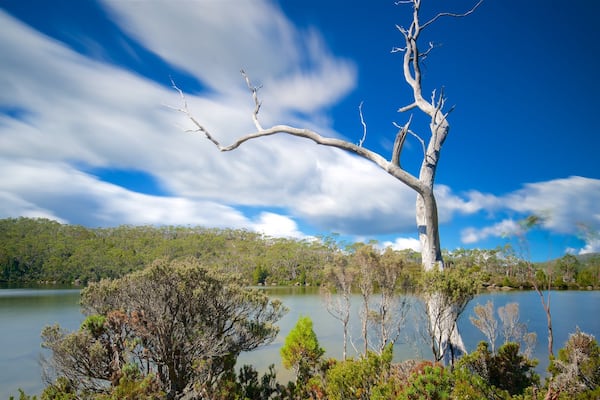 Mt. Field National Park