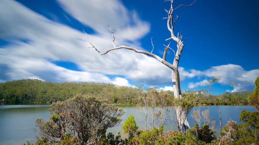 Mt. Field National Park
