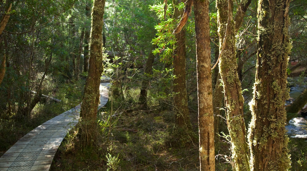 Lake St Clair National Park