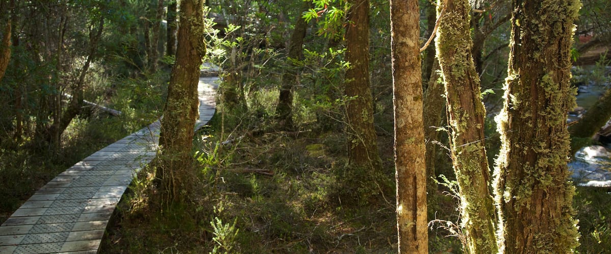 Lake St Clair National Park