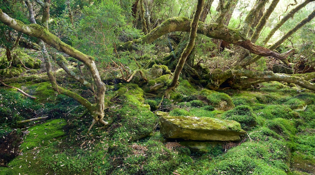 Cradle Mountain แสดง ทิวทัศน์ป่า