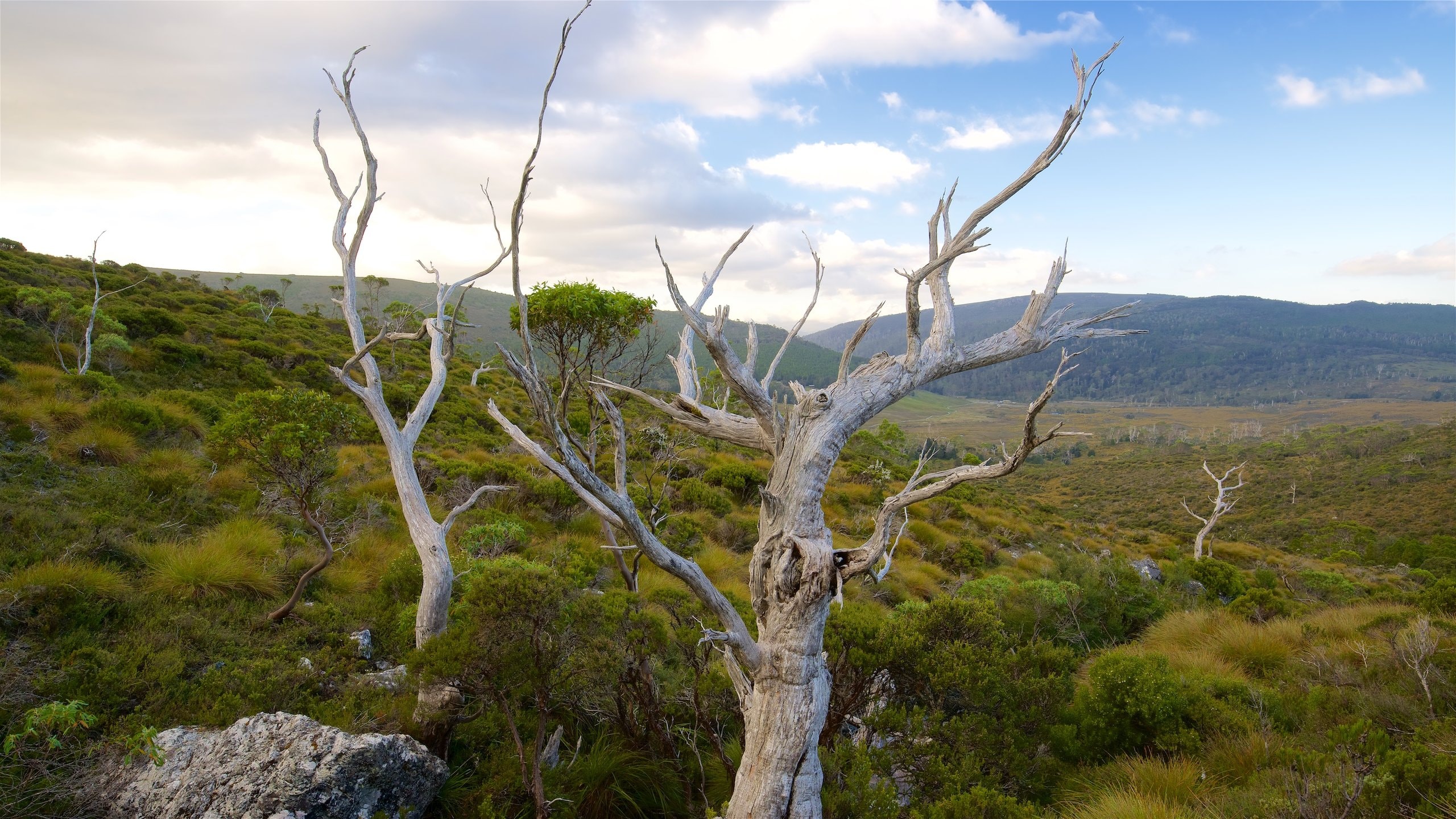 Visit Bronte Park Best of Bronte Park, Tasmania Travel 2023 Expedia