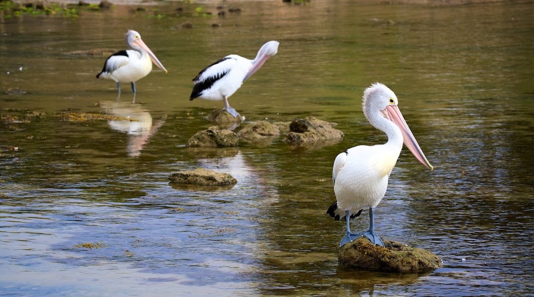 Kingscote ofreciendo aves