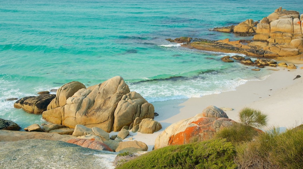 Binalong Bay mostrando litoral acidentado, paisagens litorâneas e uma praia